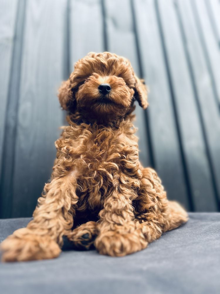 Pudel toy red suczka