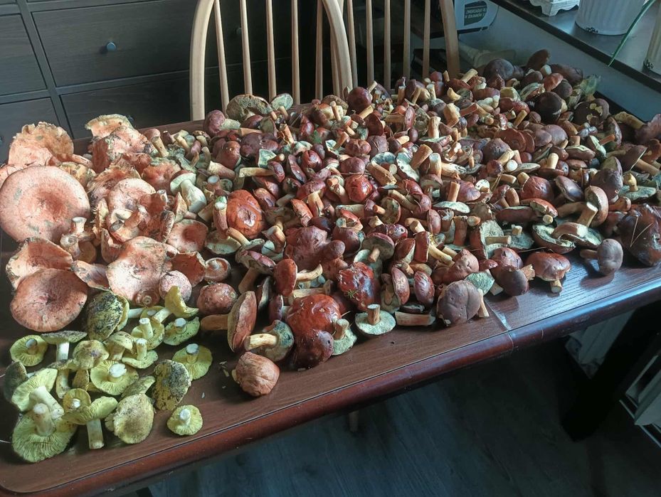 Sprzedam świeże grzyby głównie podgrzybki