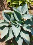 Funkia hosta sadzonka
