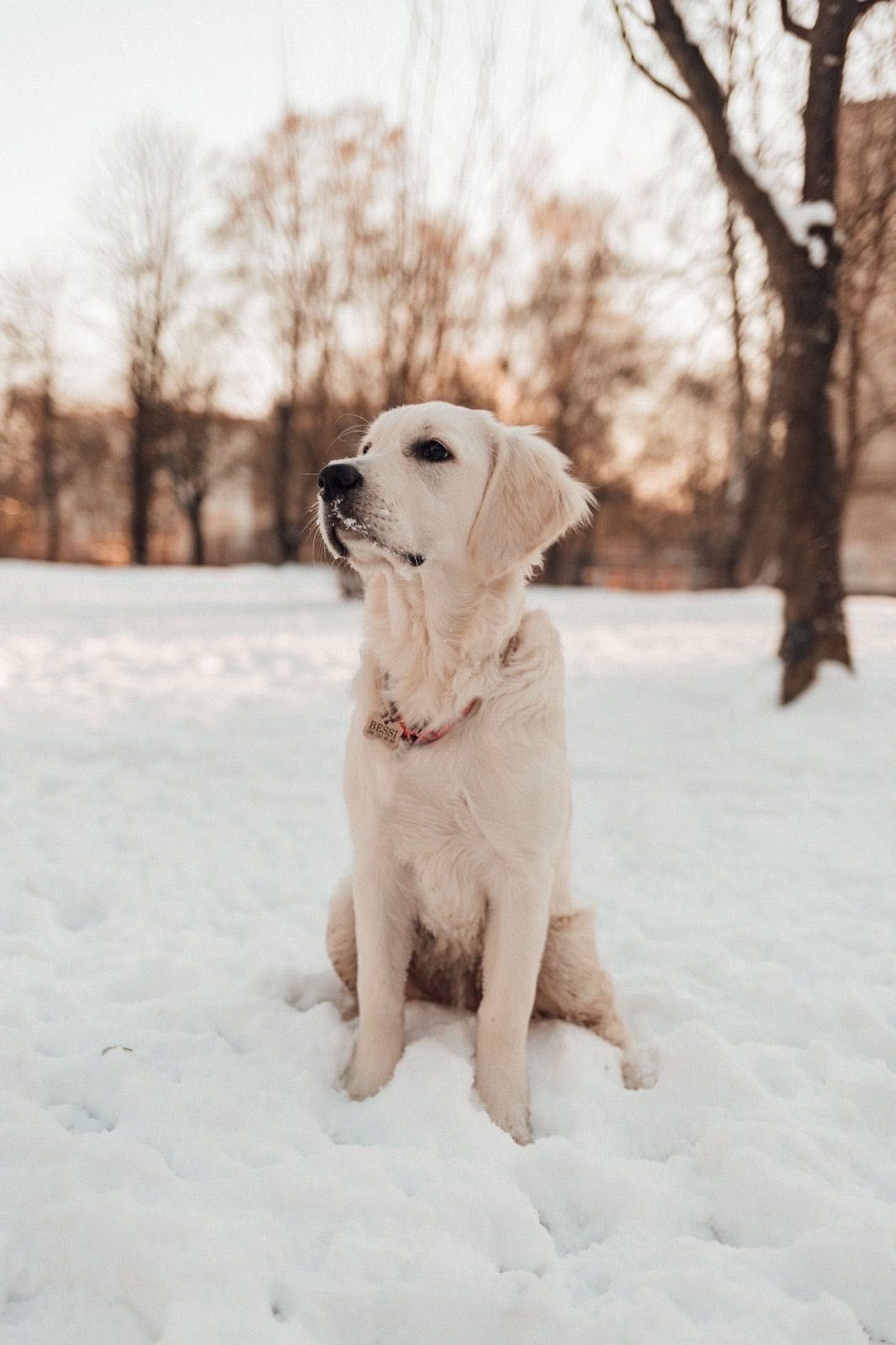 Чудова дівчинка , породи Golden retriever