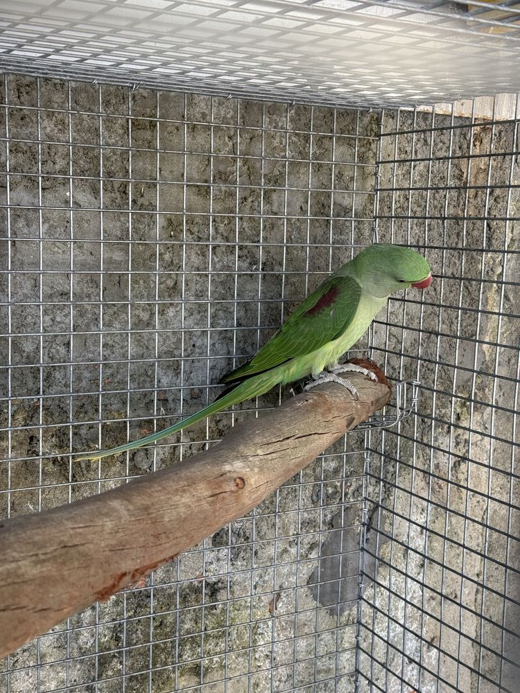 Varias aves domesticadas