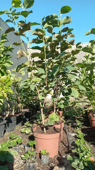 Рододендрон Магнолія Грандіфлора Церцис Гібіскус Роза Пион