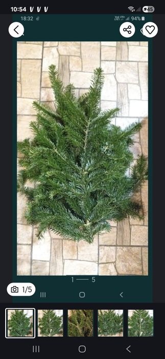 Galazki jodły aukaskiej