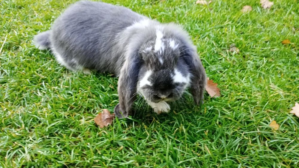 Sprzedam młode króliki barany francuskie