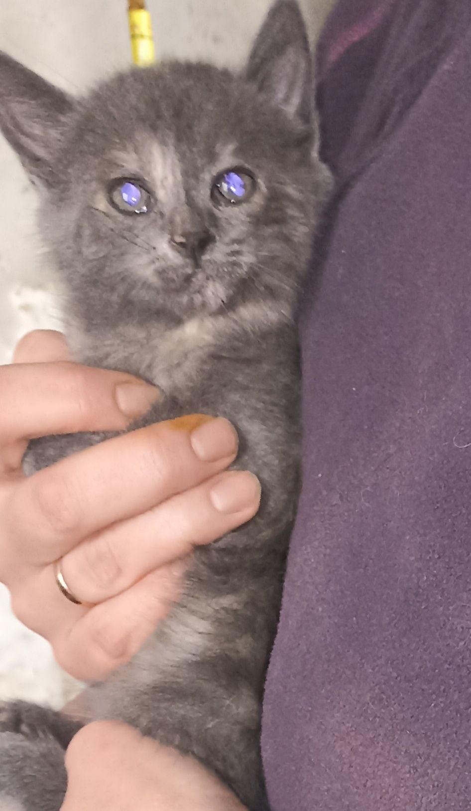 Котенок от британской кошки