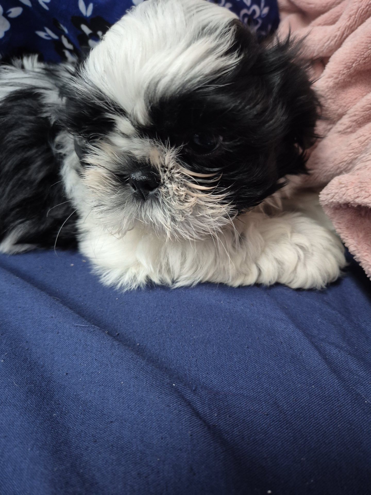 Suczka shih tzu . Rodowód