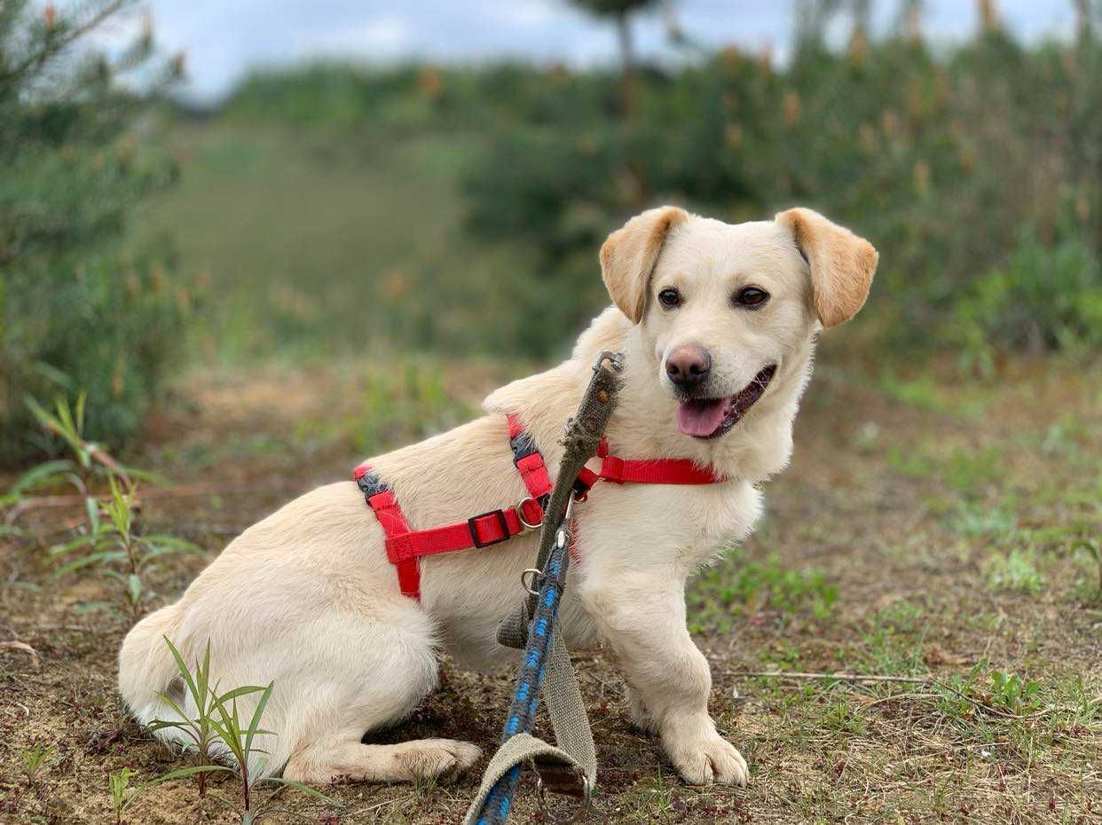 delikatny, spokojny Aldik: miniaturkowy retriever ;)