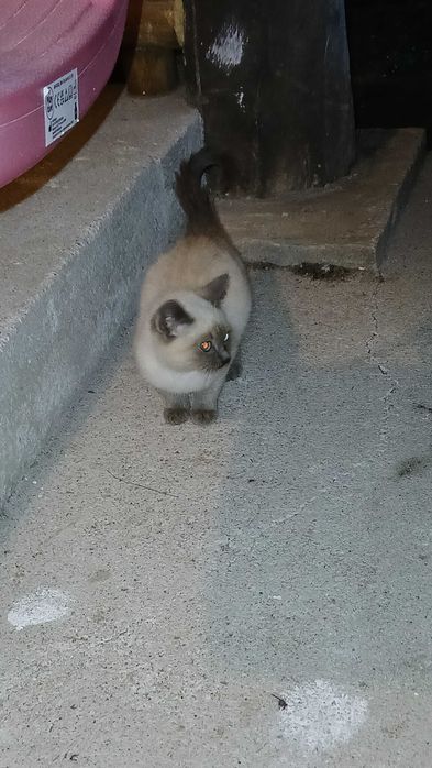 Gatinhos para adoção