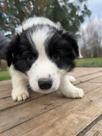 Border Collie FCI ZKWP _ piesek