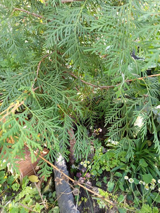 Саджанці туї звичайної та інші декоративні рослини для саду та городу