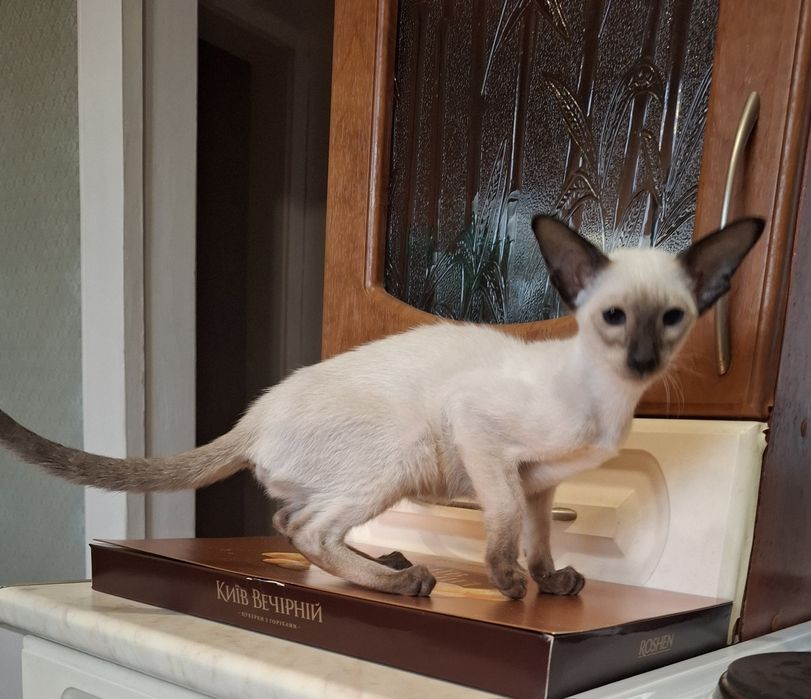 Голубоглазое счастье в ваш дом