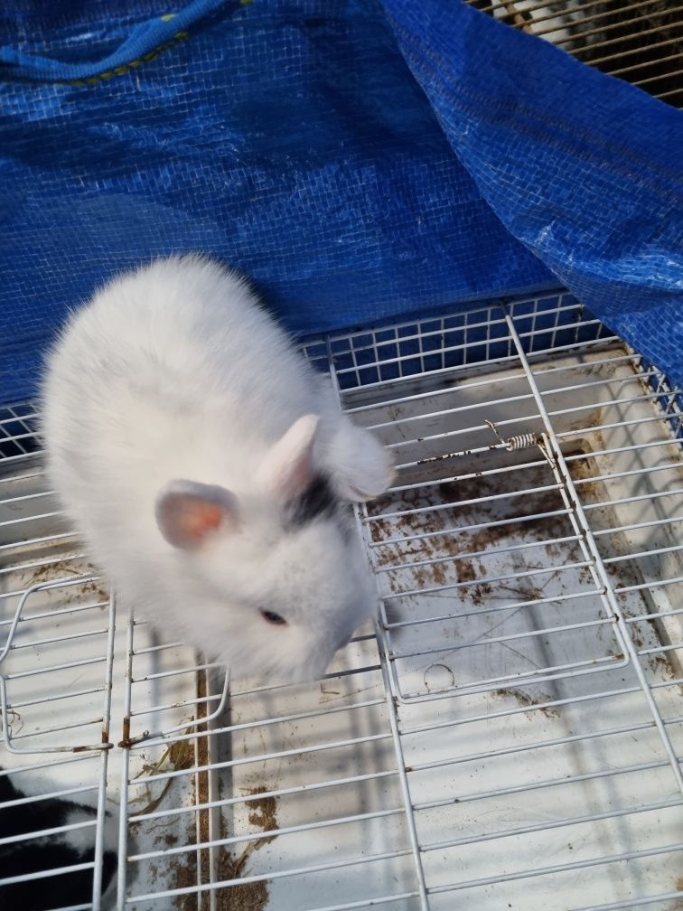 Kit coelhos anoes mini lop, mini holandes, e toy na minha criacao