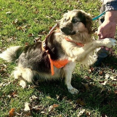 Aktwny Inygo szuka domu