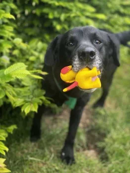 Podaruj dom przyjaznemu Dinko w typie labradora