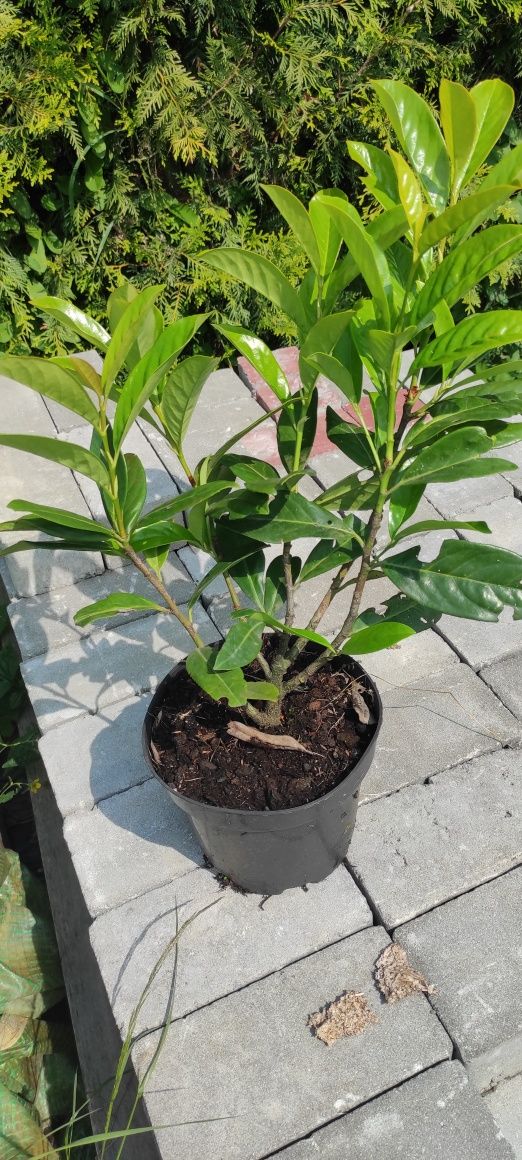 Laurowiśnia Novita 140cm