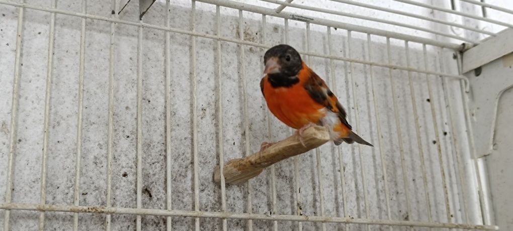 Cardinalitos Mutação
