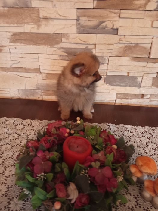 Szpic miniaturowy pomeranian