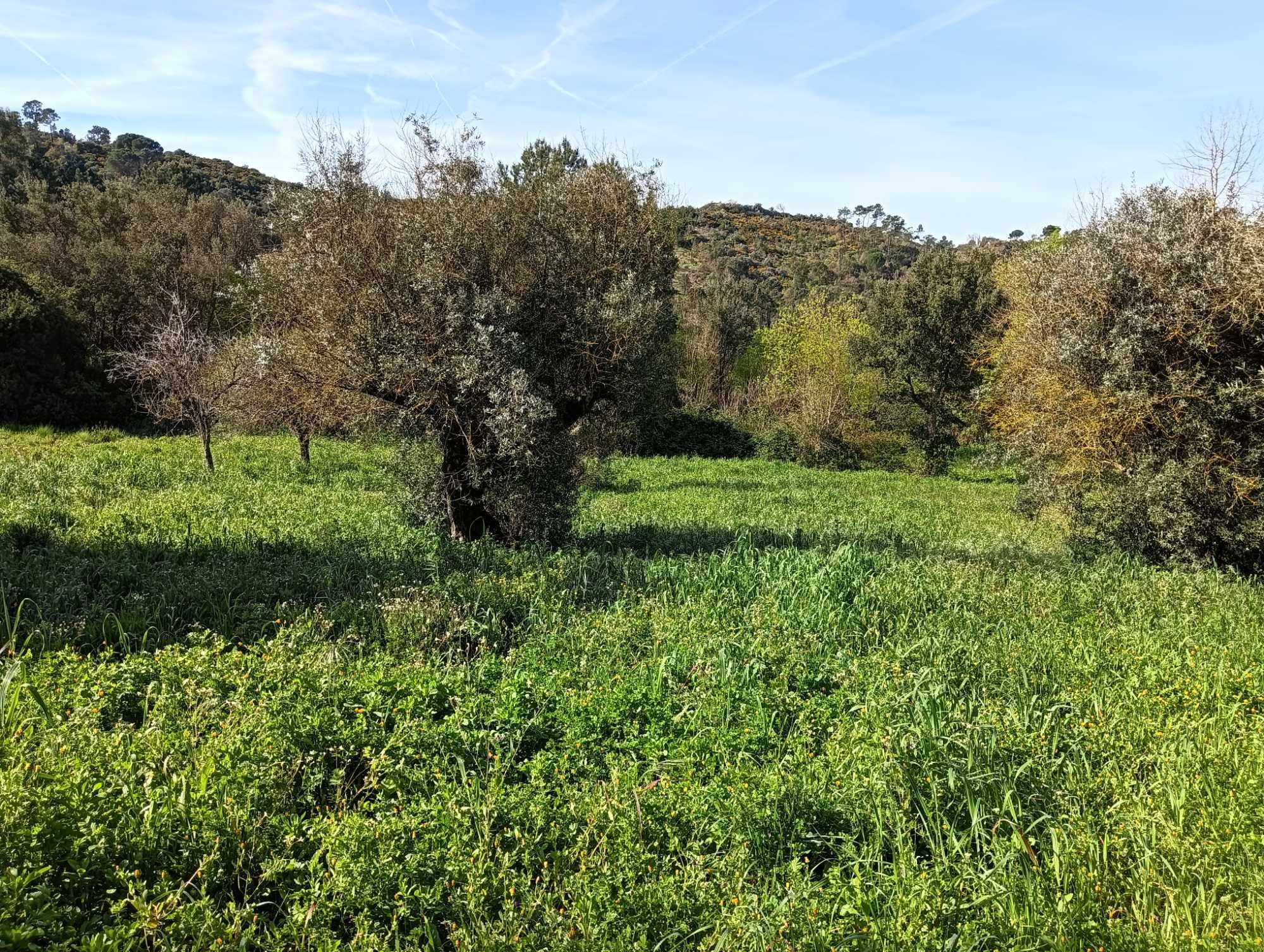 Terreno a Venda em Alcanede - Santarém