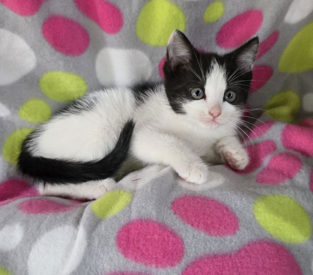 Mały kotek do odbioru kocurek koteczka kotka Maine coon Brytyjski
