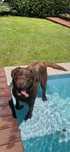 Cachorro Labrador