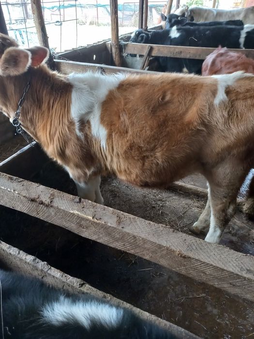 Продам бичків на відгодівлю