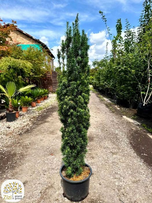 Taxus baccata Fastigiata Robusta, Cis pospolity, kolumnowy, 140-160cm