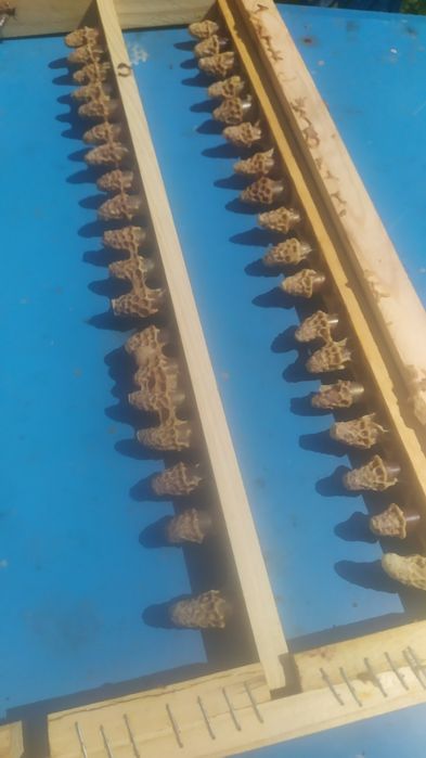 Бджоломатки Бакфаст