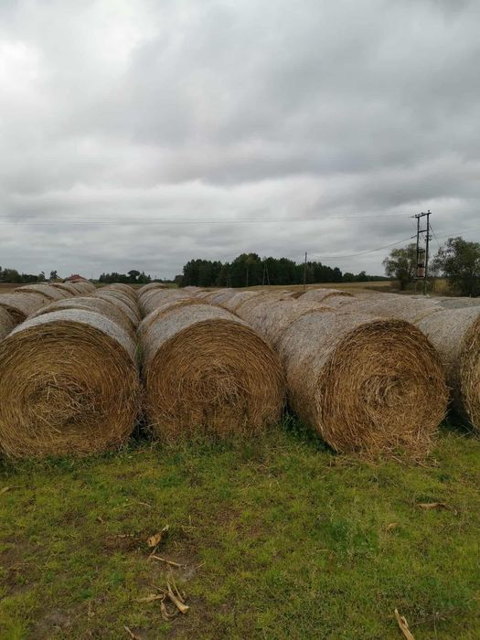 Słoma bele 130 x 120