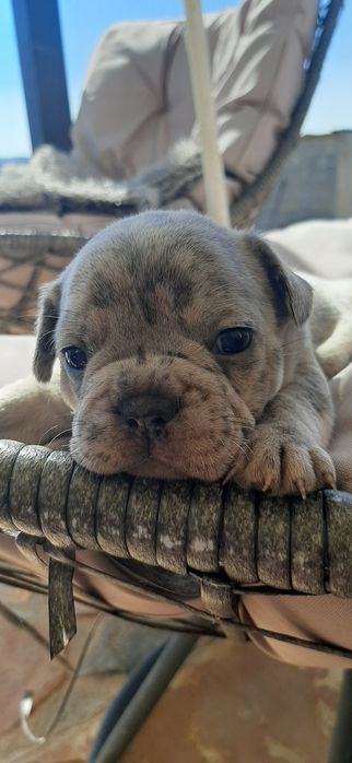 Bulldog  blue merle