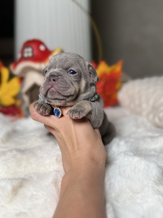 Buldog francuski sunia lilac tan