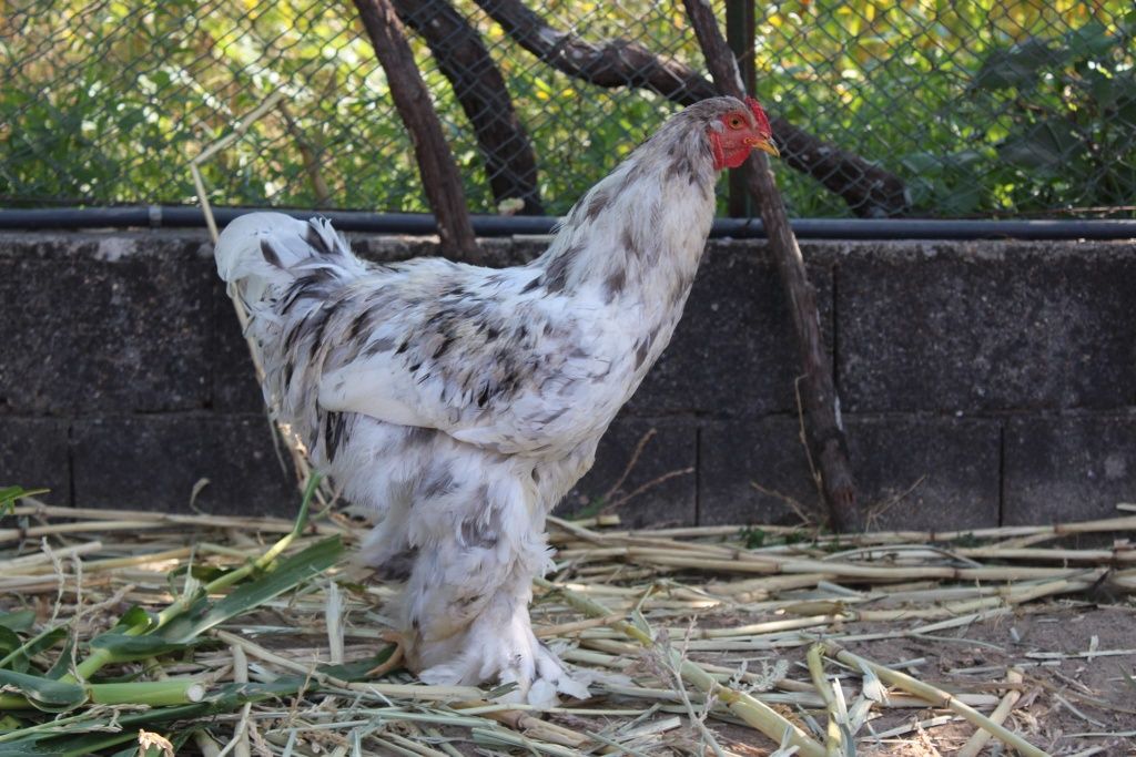 Galinha Raça Brahma