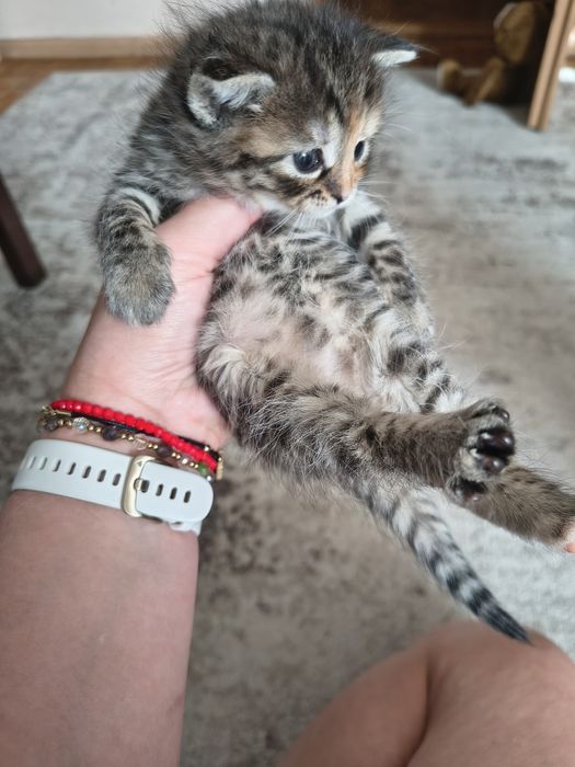 Kotki puchate szukają domu