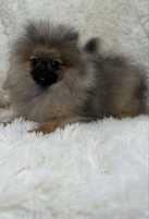 Śliczny chłopczyk miś pomeranian