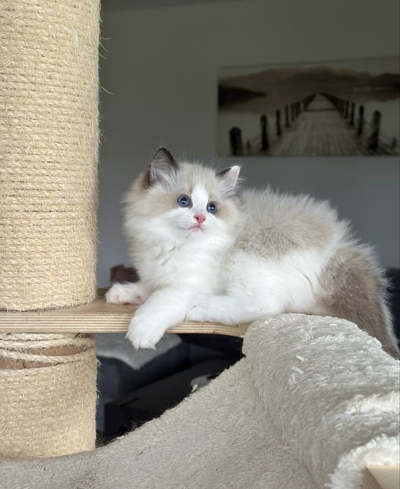 Puchaty kotek ragdoll rodowód FPL