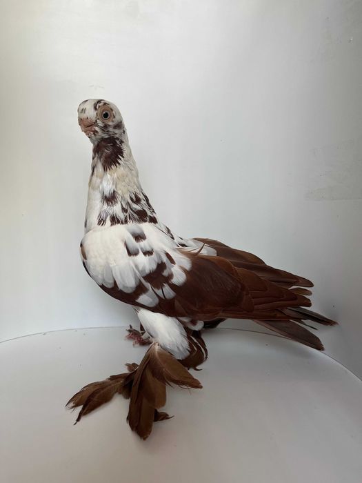 Motyl warszawski czerwony samiec