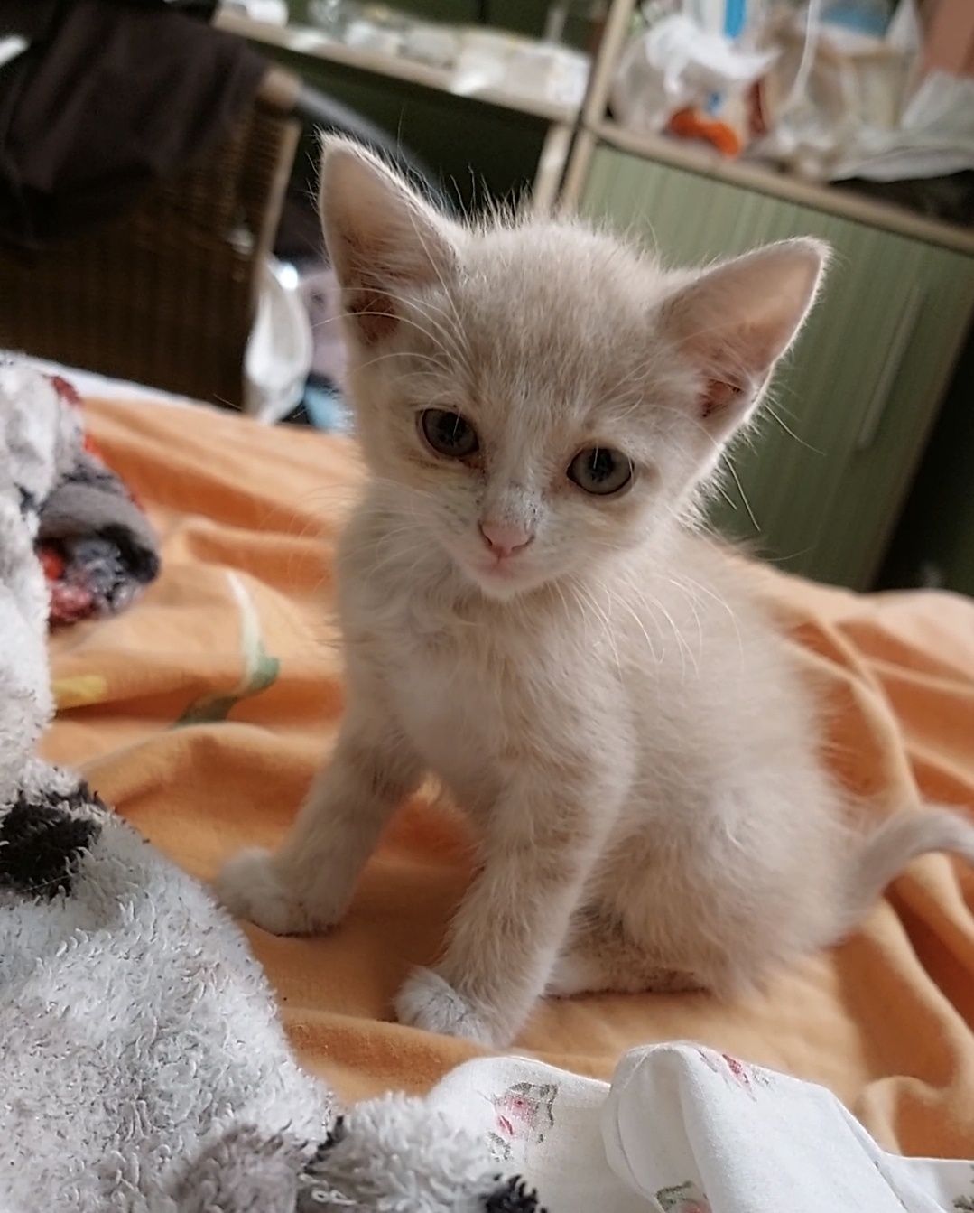 Віддам кошеня хлопчик