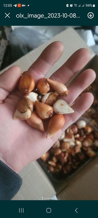 Цибулини  тюльпанів  від 2грн до7грн