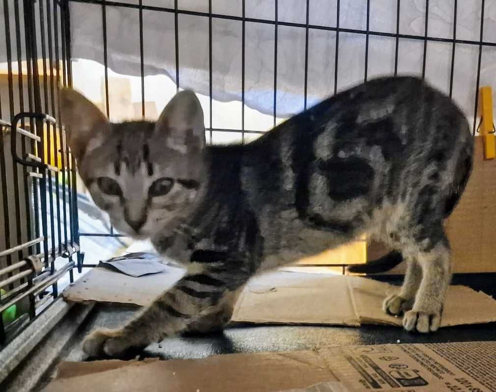 Gatinho bebé para adoção consciente