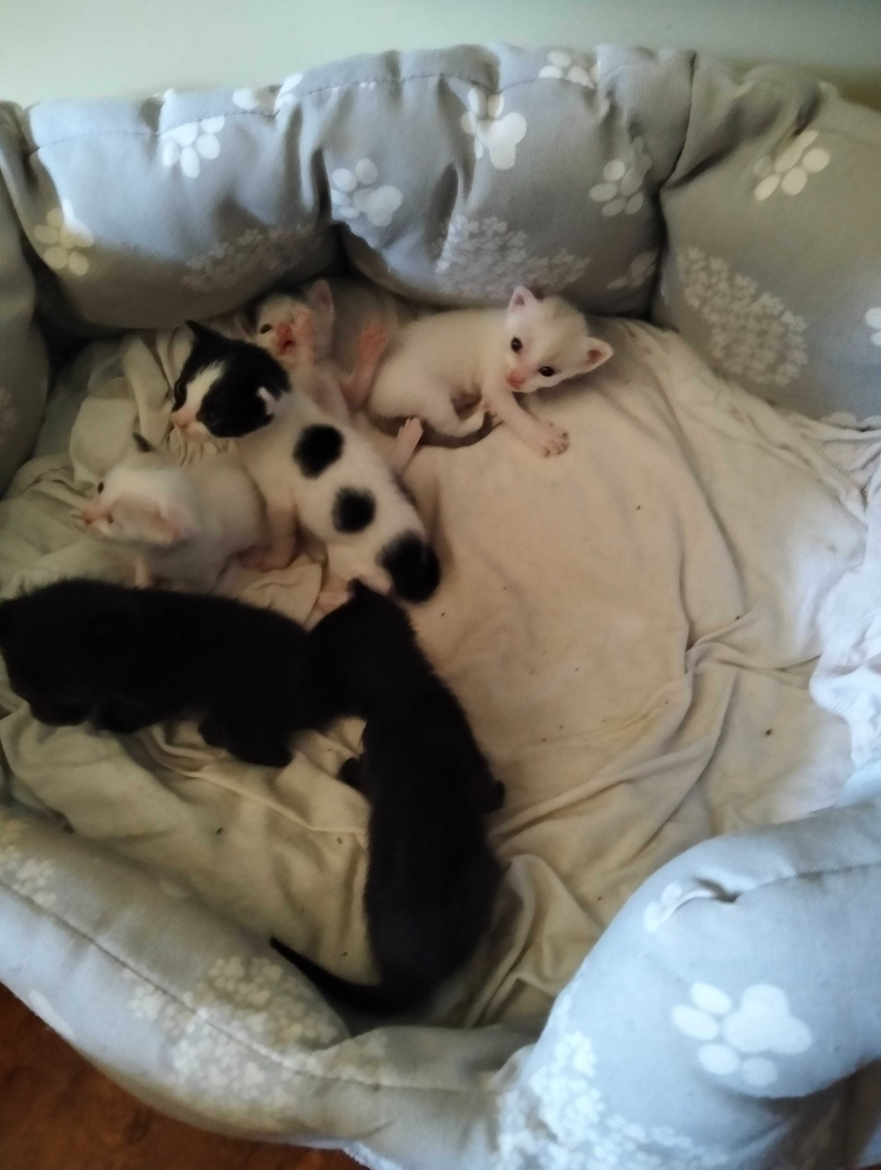 Gatinhos para adoção