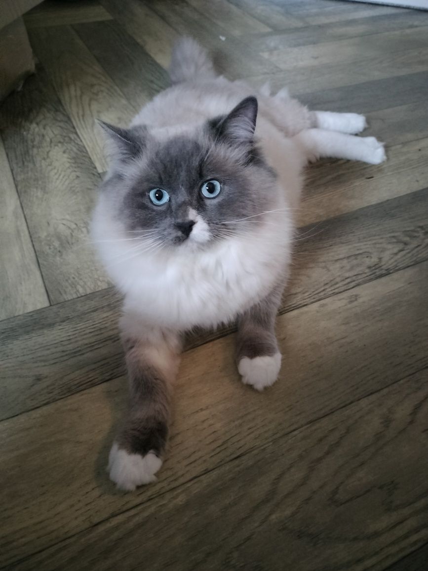 Roczny kocurek Ragdoll