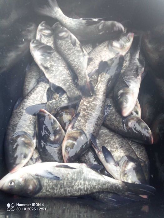 Tołpyga kroczek 600/700 gram  , lin karp karaś szczupak jesiotr