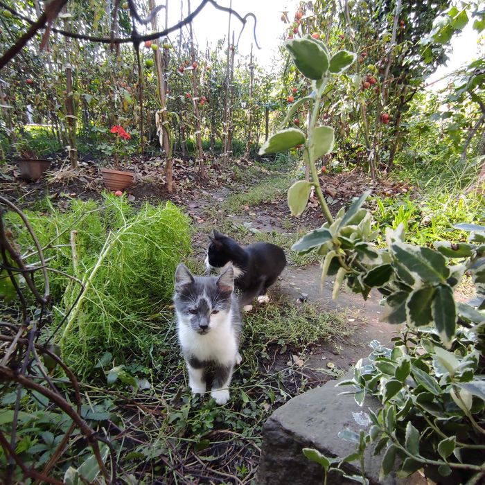 Кошеня котик в хороші руки