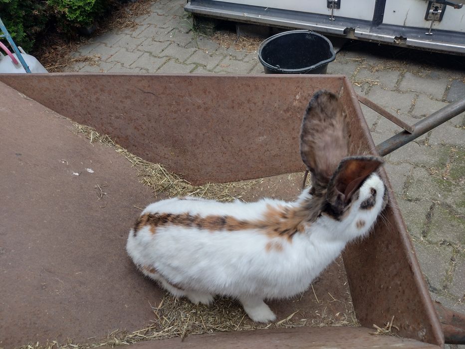 Piękna samica OST Olbrzymi Srokacz Trójbarwny