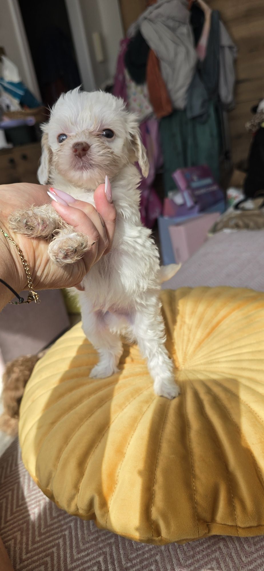 Malutki Maltipoo