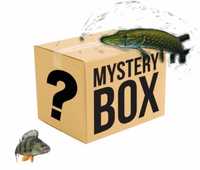 !!!Mystery Box!!!