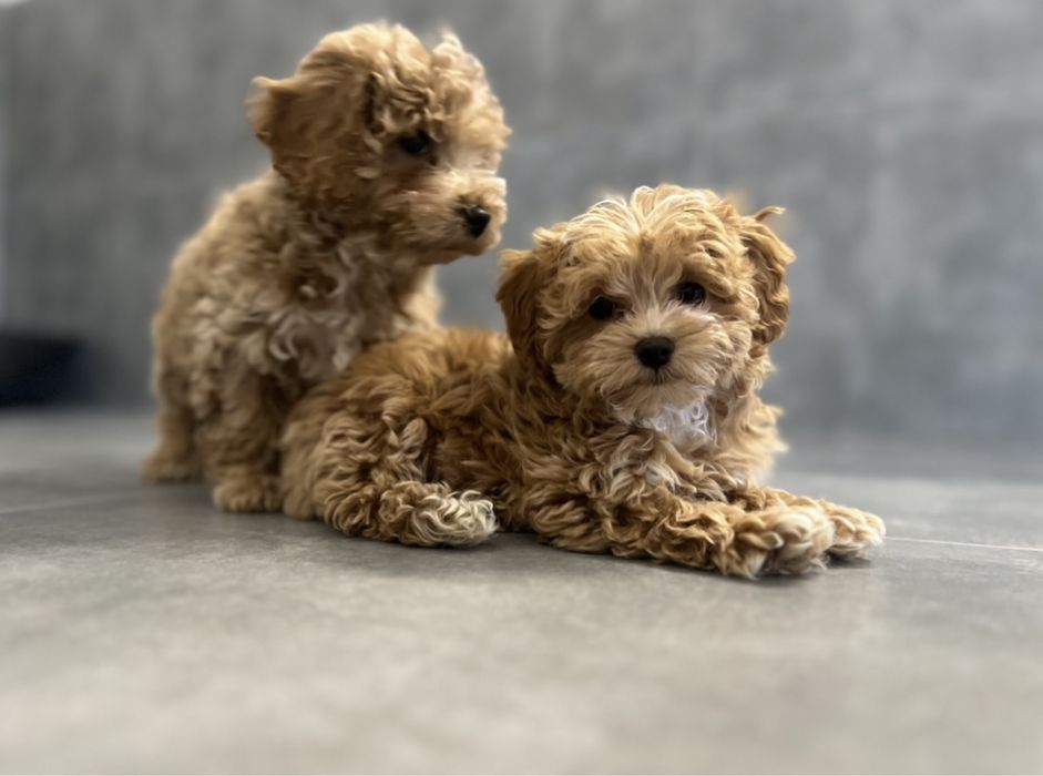 Maltipoo F1 Wyjatkowe z Rodowodem