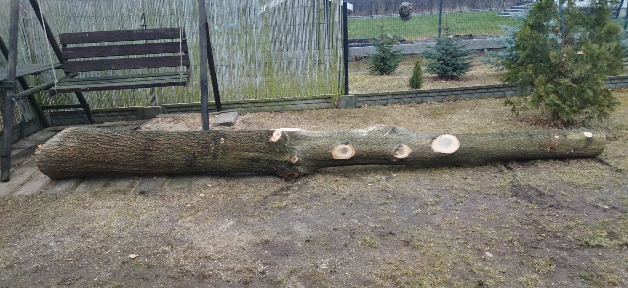 Pień dęba 5 m świeży