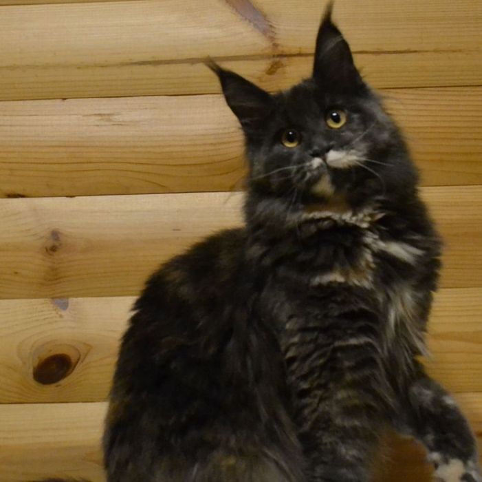 Выведенные кошки из племенной работы.