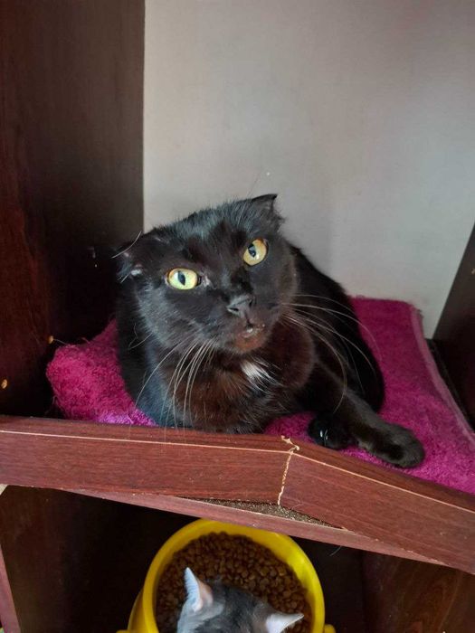 Кішечка Аліса- шукаєму нову сімю