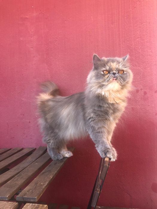 Procuro gato macho persa para acasalar com a minha fêmea